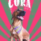 Meet Cora